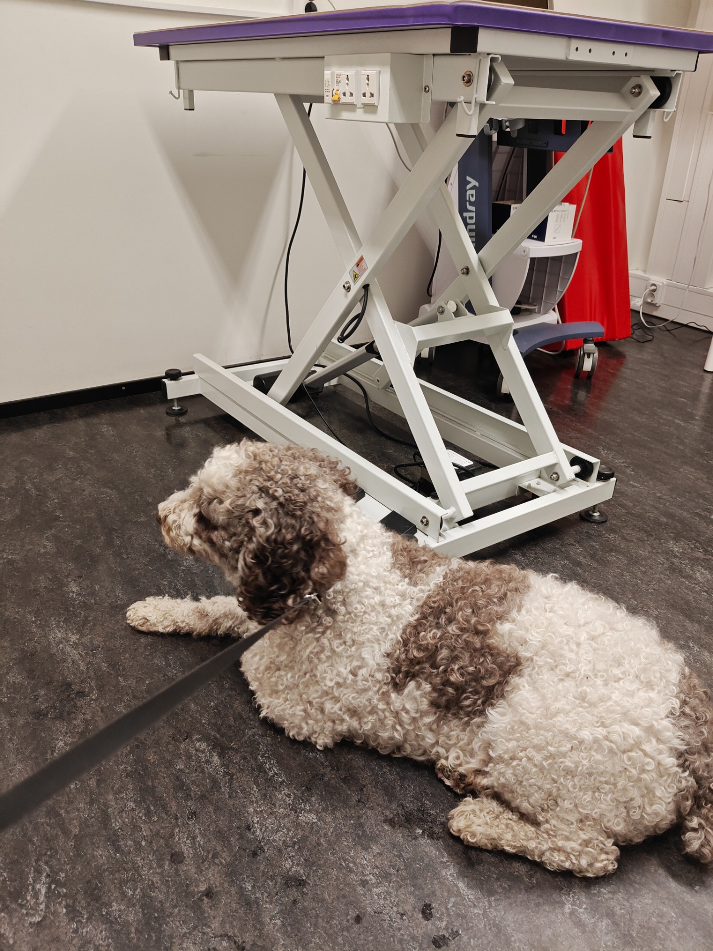 Topi ressaantuneena klinikalla, Inuvet