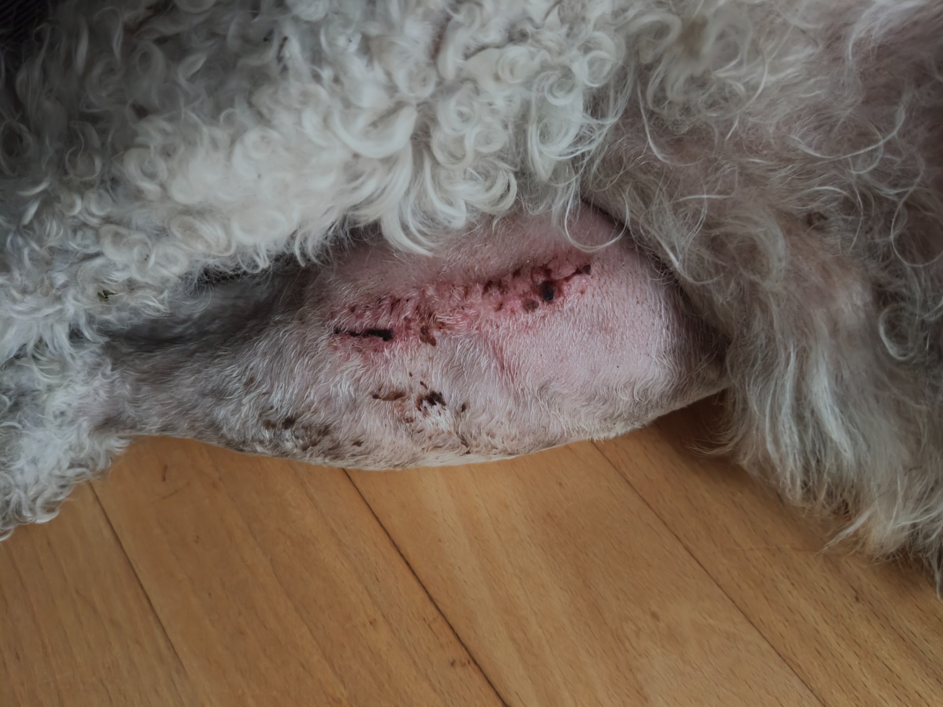 Tikkien poiston jälkeen